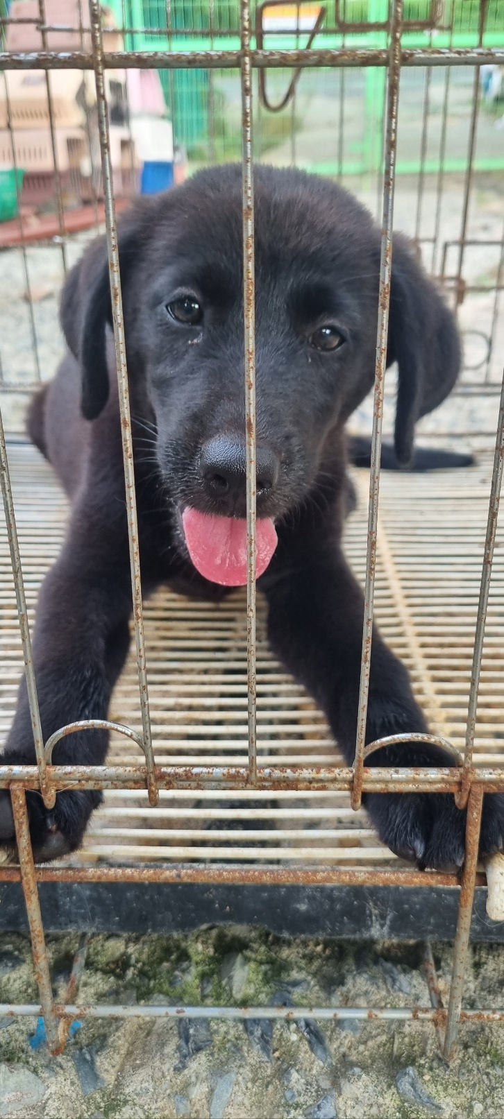 울산유기동물보호센터_431373202401158
